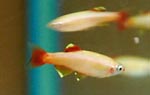   (Tanichthys albonubes gold).  - 3-4 