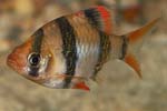   (Barbus tetrazona).  -   