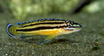    (Julidochromis regani kipili).  - 4-5 