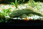   (Ancistrus dolichopterus).  - 4-6 