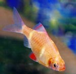   - () (Barbus tetrazona M), 4 