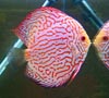    (Discus Pigeon Red scorpion).  - 6-7 
