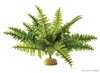      ExoTerra Boston Fern small (Hagen  2990) 