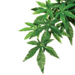    ExoTerra Abuliton (large) (Hagen  3052)